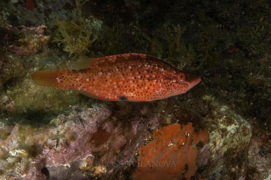 Pointed-snout Wrasse