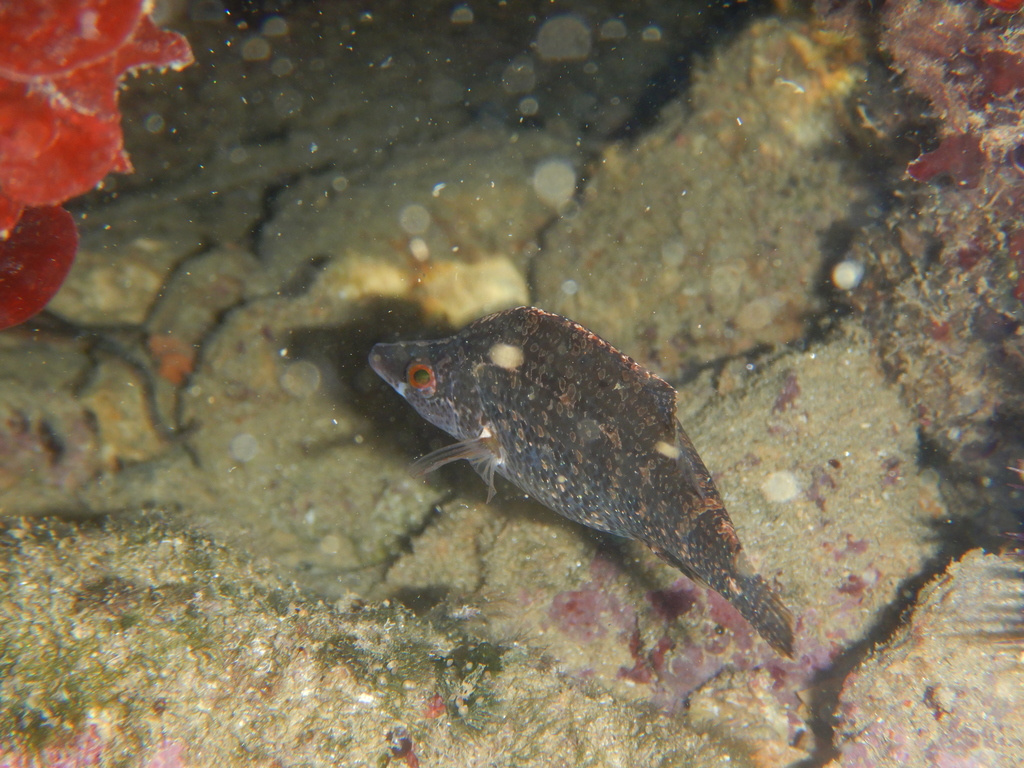 Pointed-snout Wrasse