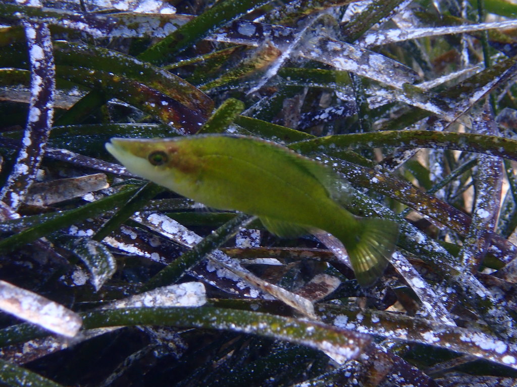 Pointed-snout Wrasse