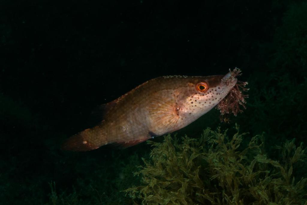 Pointed-snout Wrasse