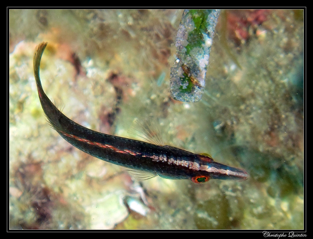 Pointed-snout Wrasse