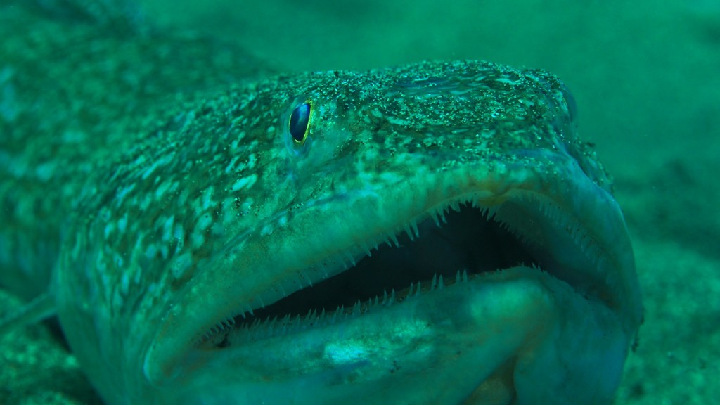 Atlantic Lizardfish
