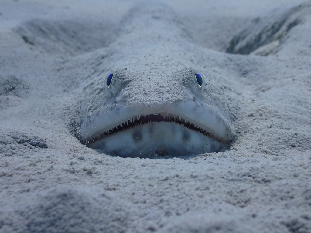 Atlantic Lizardfish