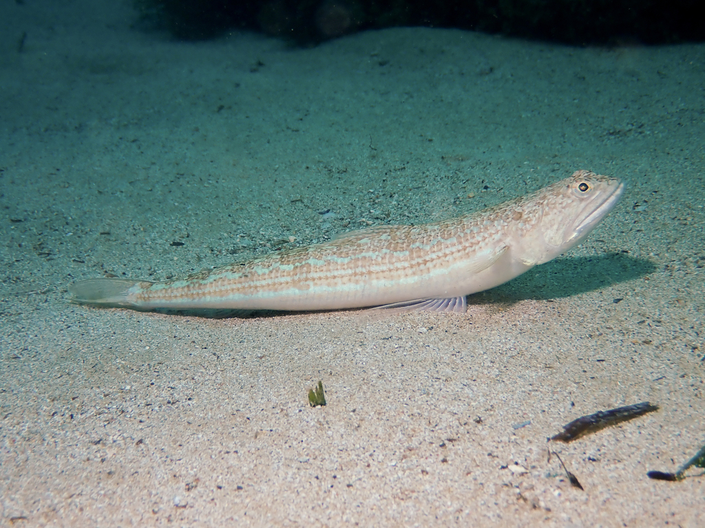 Atlantic Lizardfish