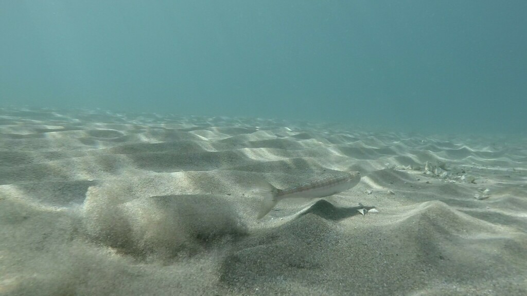 Atlantic Lizardfish