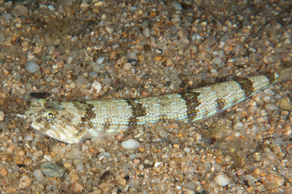 Atlantic Lizardfish