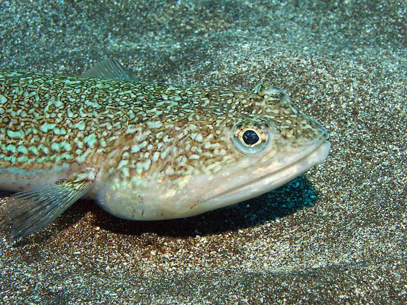 Atlantic Lizardfish