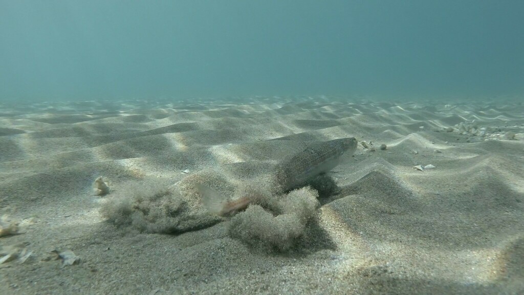 Atlantic Lizardfish