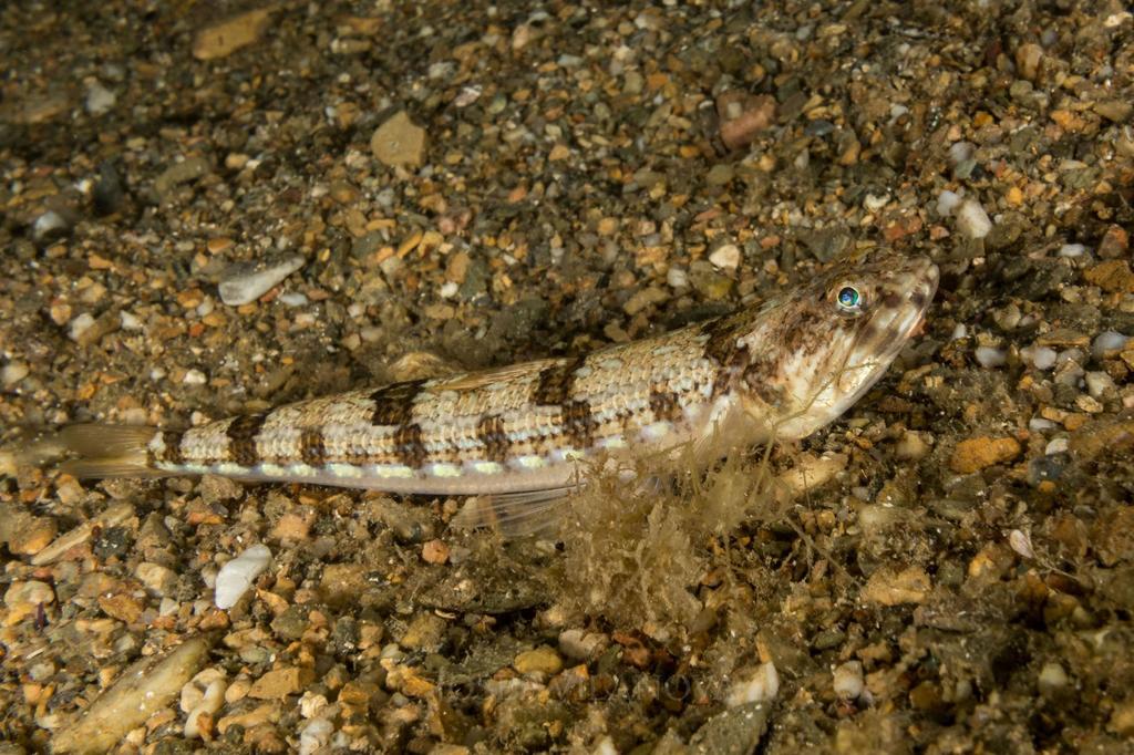 Atlantic Lizardfish