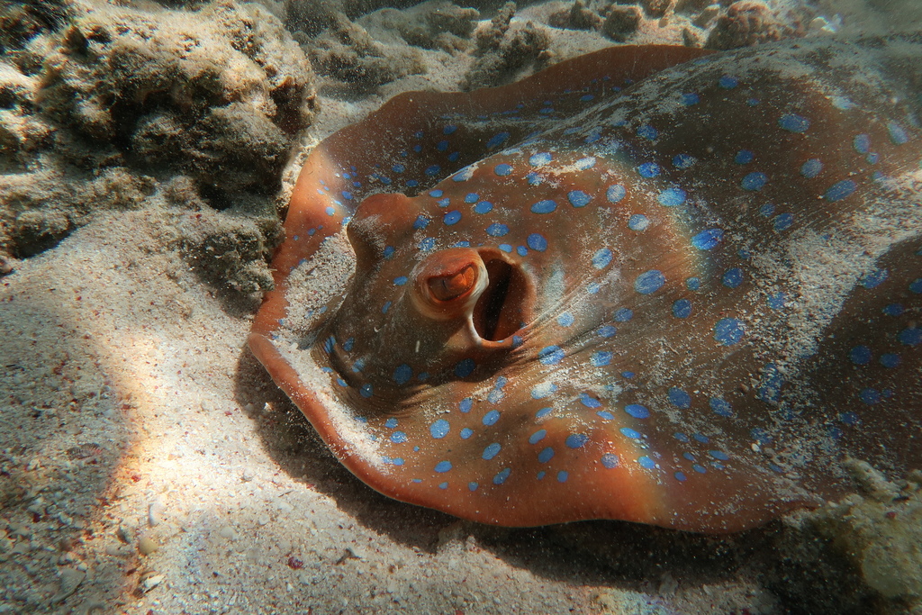 Bluespotted Fantail Ray