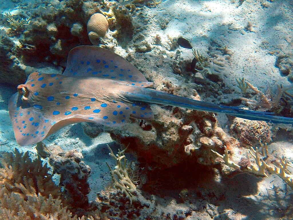 Bluespotted Fantail Ray