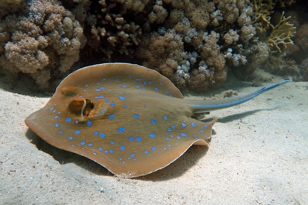 Bluespotted Fantail Ray