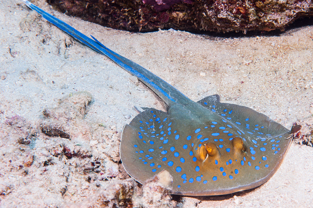 Bluespotted Fantail Ray