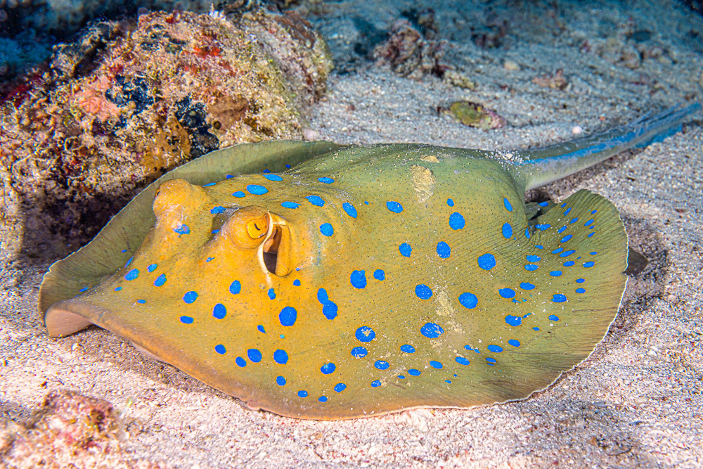 Bluespotted Fantail Ray