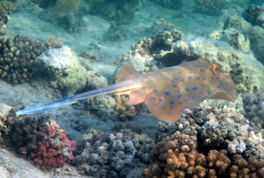 Bluespotted Fantail Ray