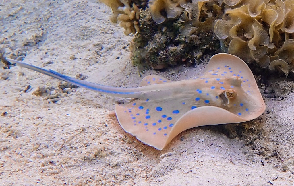 Bluespotted Fantail Ray