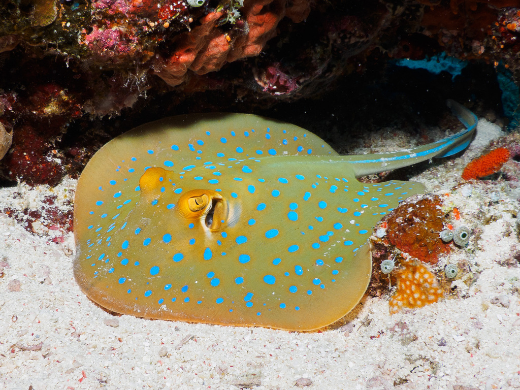 Bluespotted Fantail Ray
