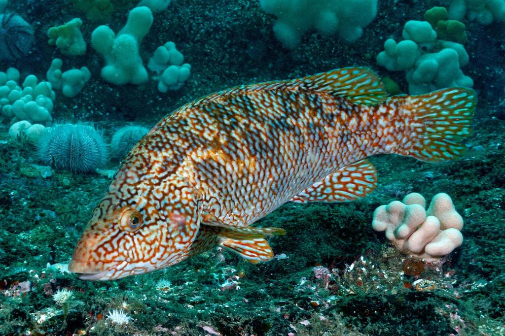 Ballan Wrasse