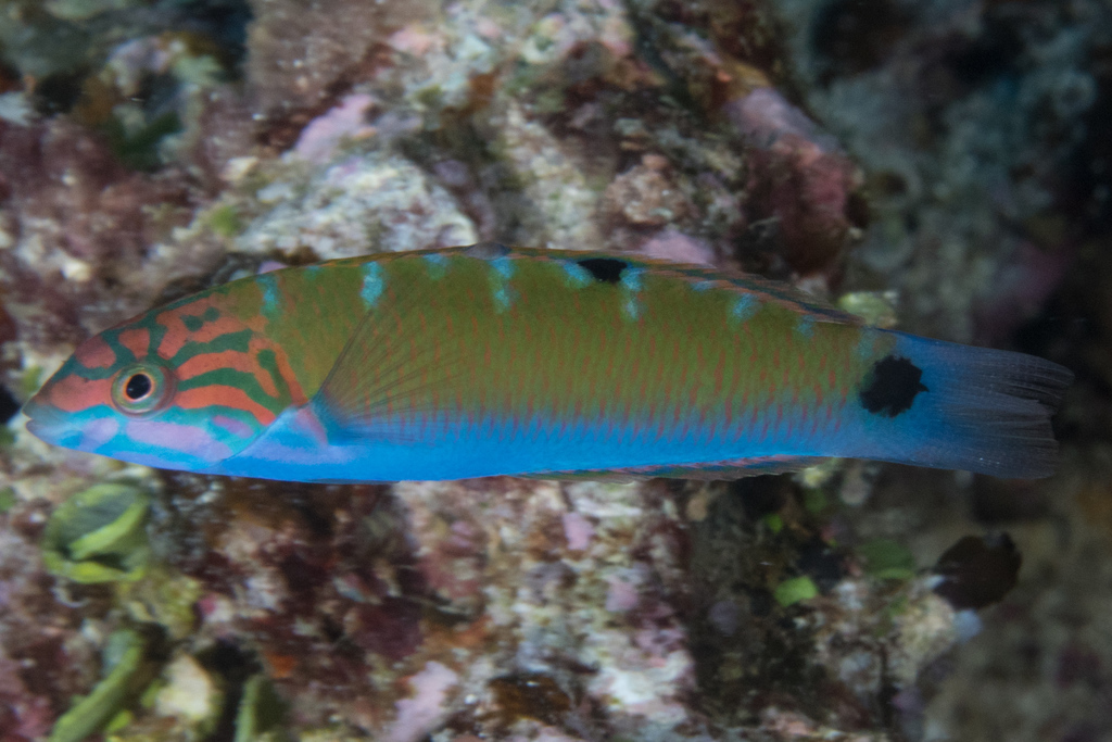 Moon Wrasse