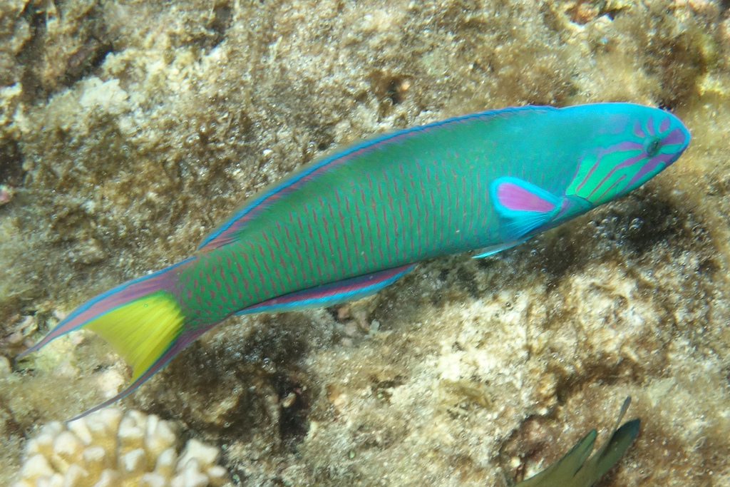 Moon Wrasse