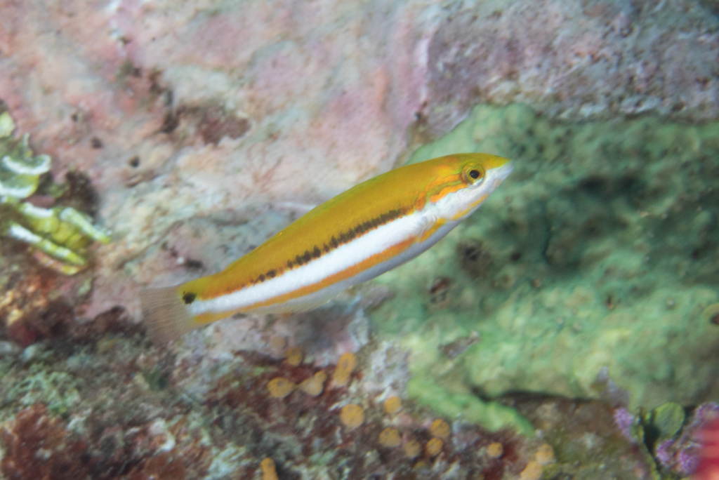 Sunset Wrasse