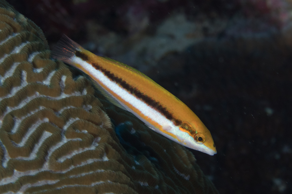 Sunset Wrasse