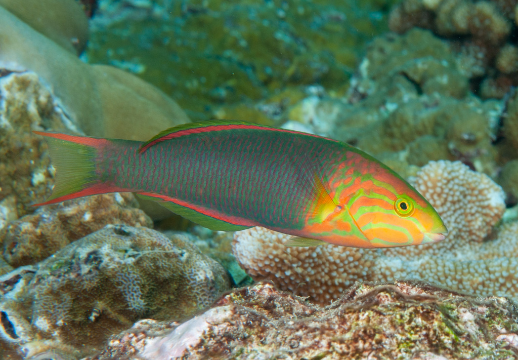 Sunset Wrasse