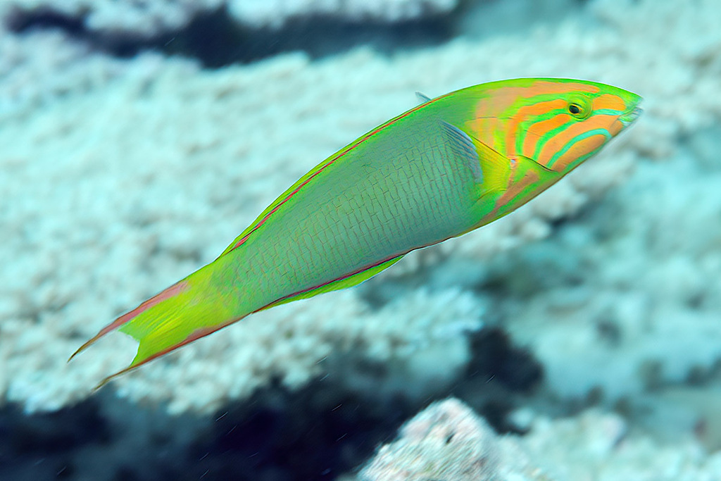 Sunset Wrasse