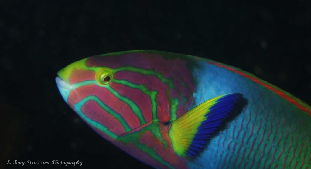 Sunset Wrasse