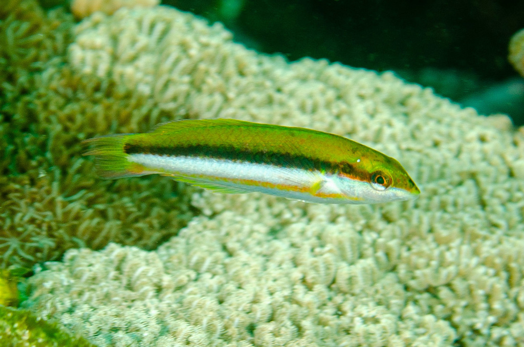 Sunset Wrasse