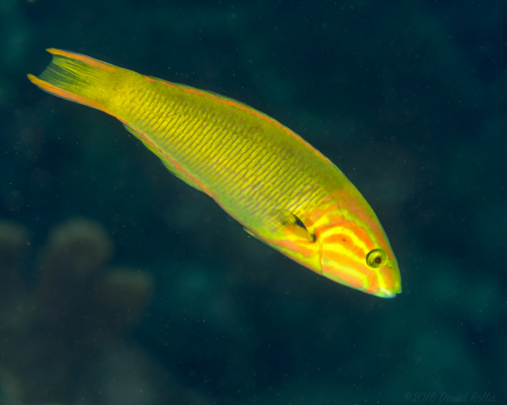 Sunset Wrasse