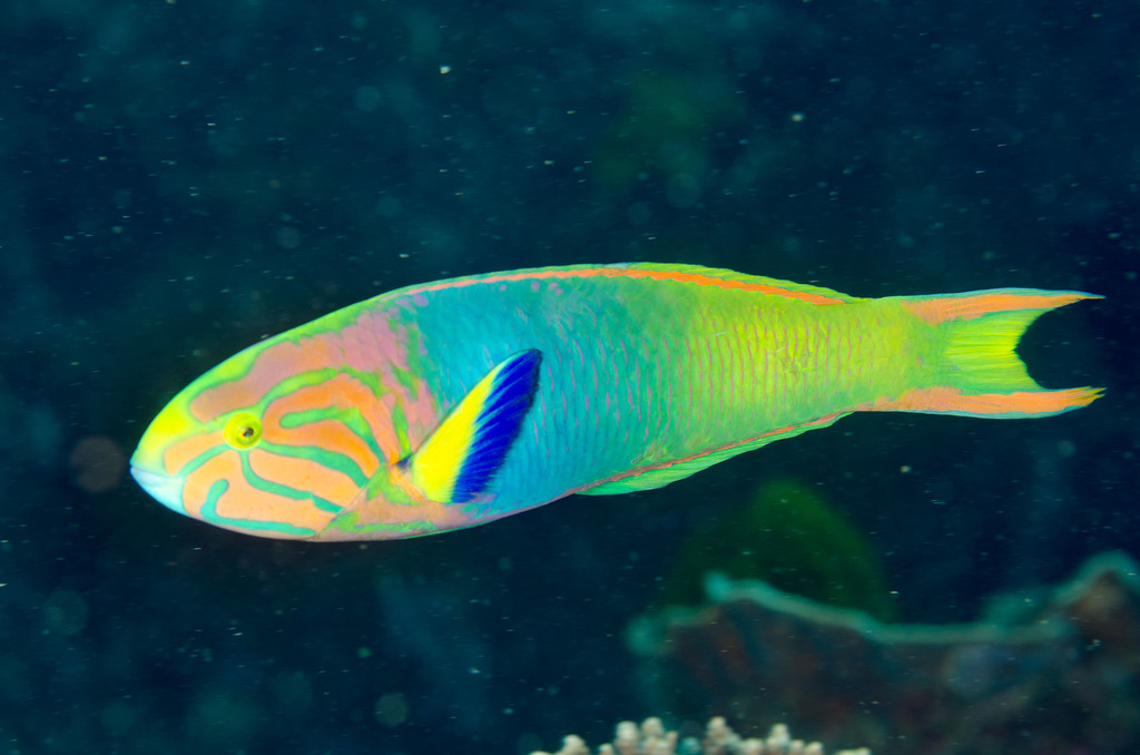 Sunset Wrasse