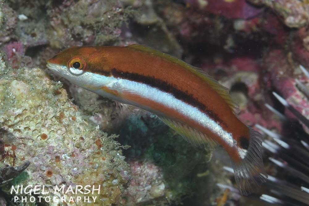 Sunset Wrasse