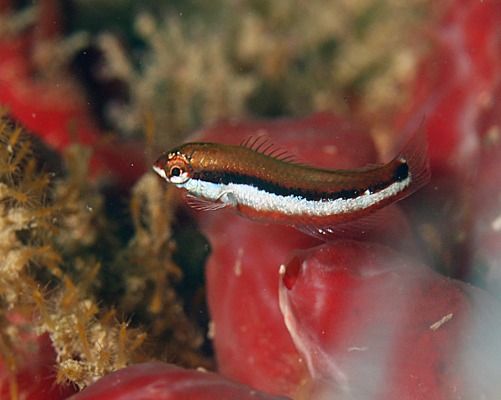 Sunset Wrasse