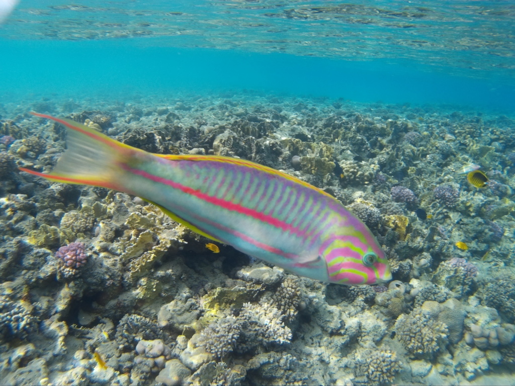 Klunzinger's Wrasse