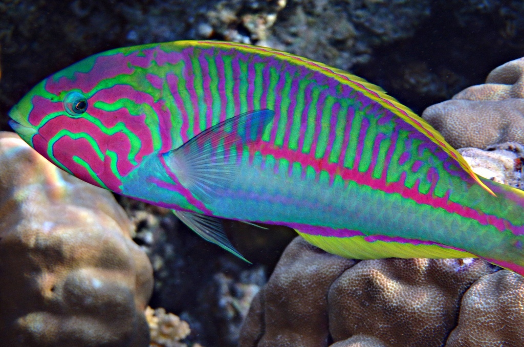 Klunzinger's Wrasse