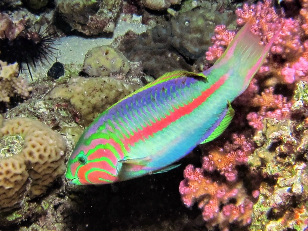 Klunzinger's Wrasse
