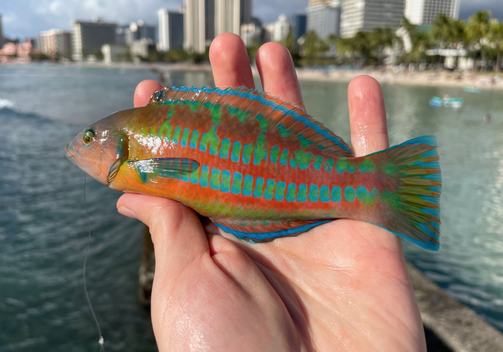Christmas Wrasse