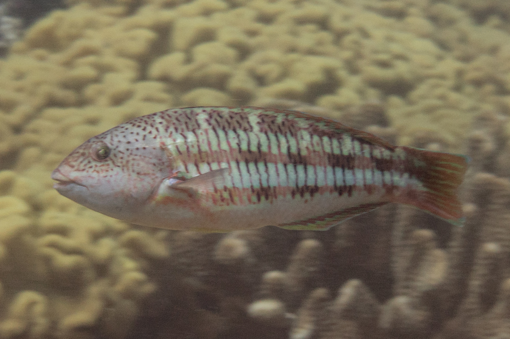 Christmas Wrasse