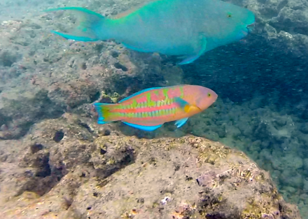 Christmas Wrasse