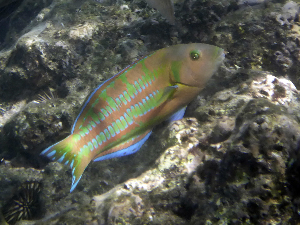 Christmas Wrasse