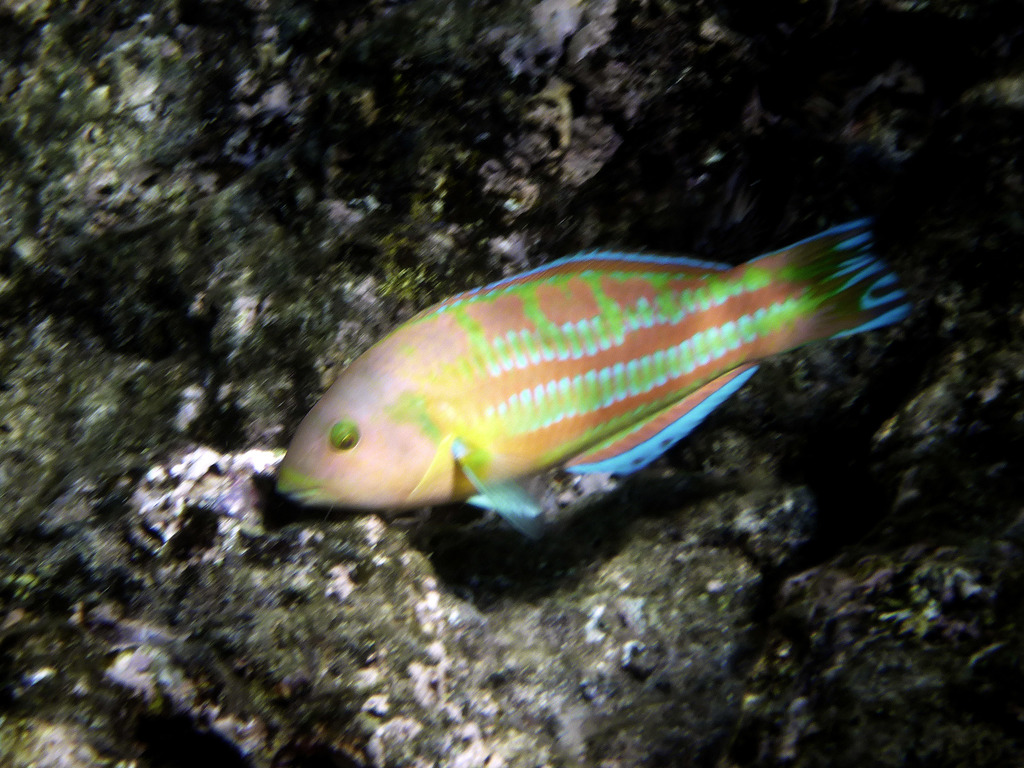 Christmas Wrasse