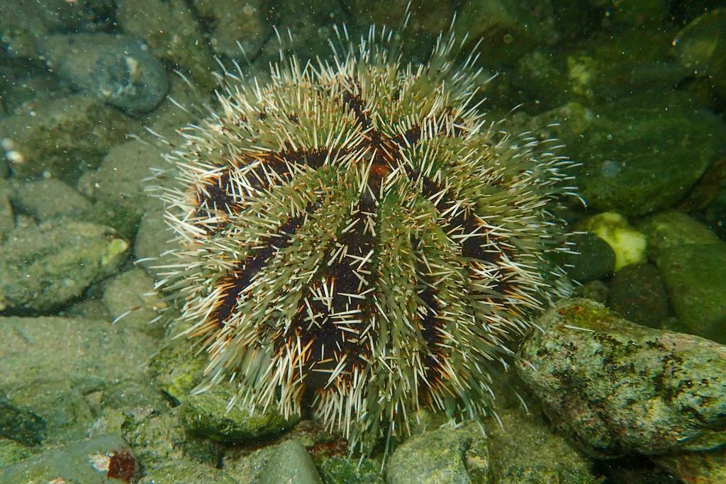 Collector Urchin