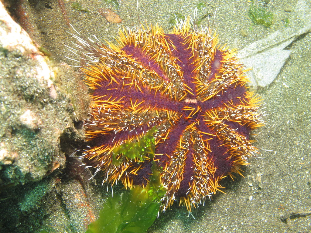Collector Urchin