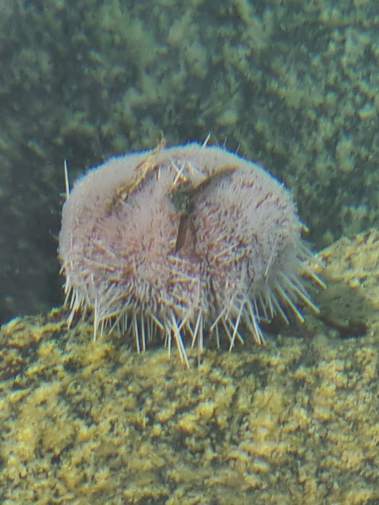 Collector Urchin