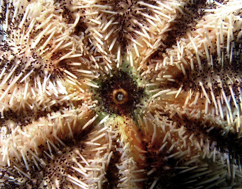 Collector Urchin