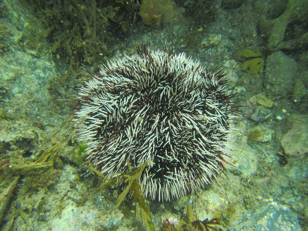 Collector Urchin
