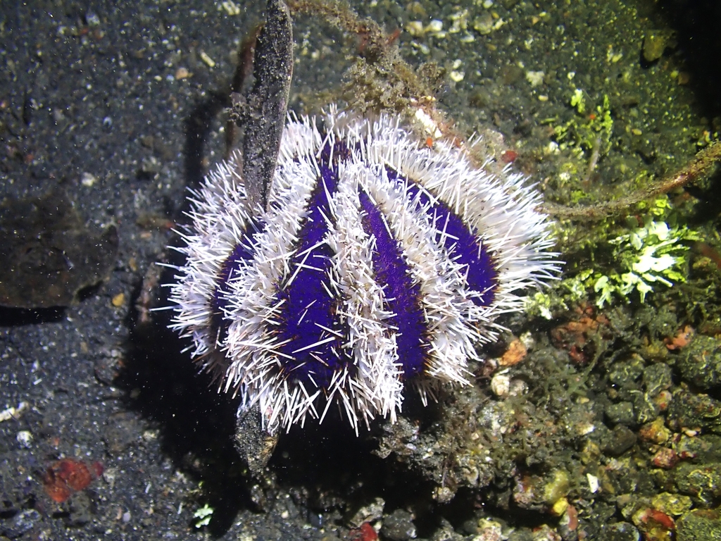 Collector Urchin