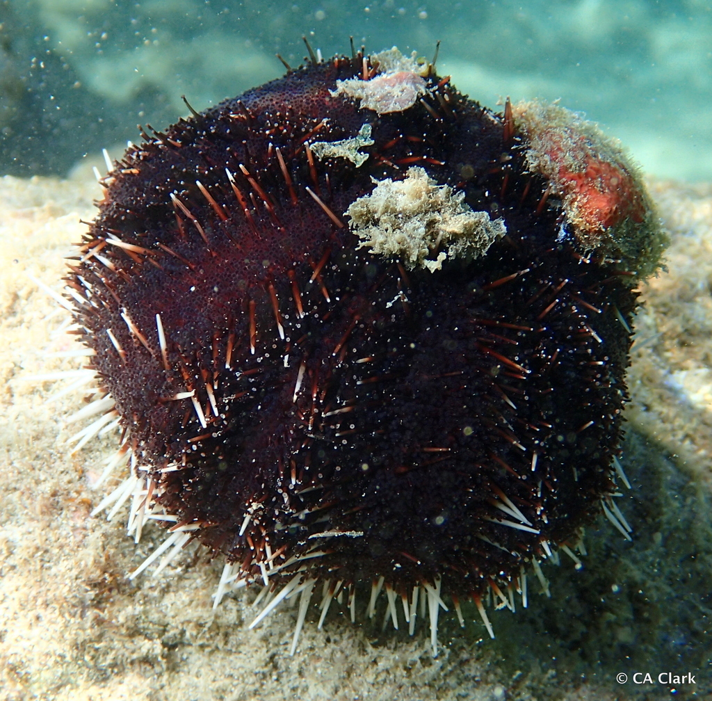 Collector Urchin
