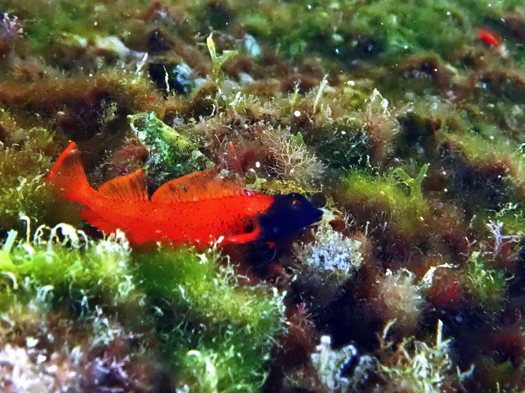 Red-black Triplefin